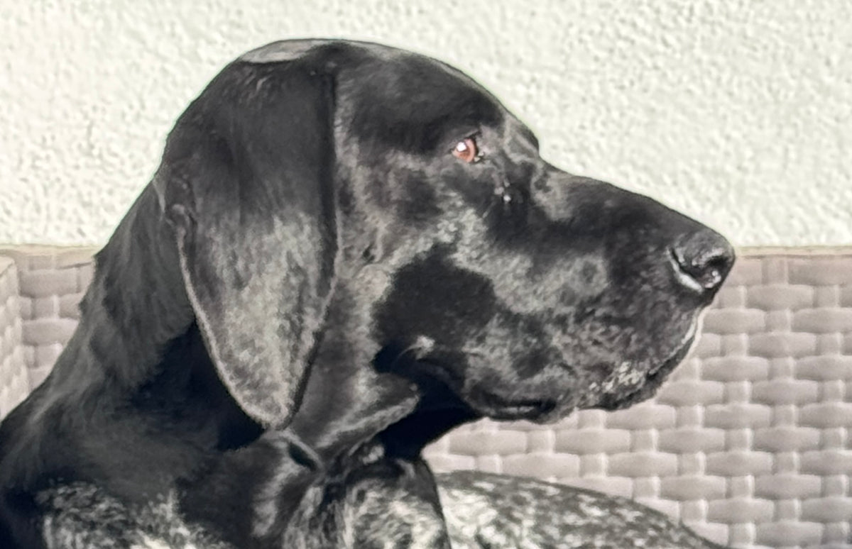 Embroidered Pet Portrait